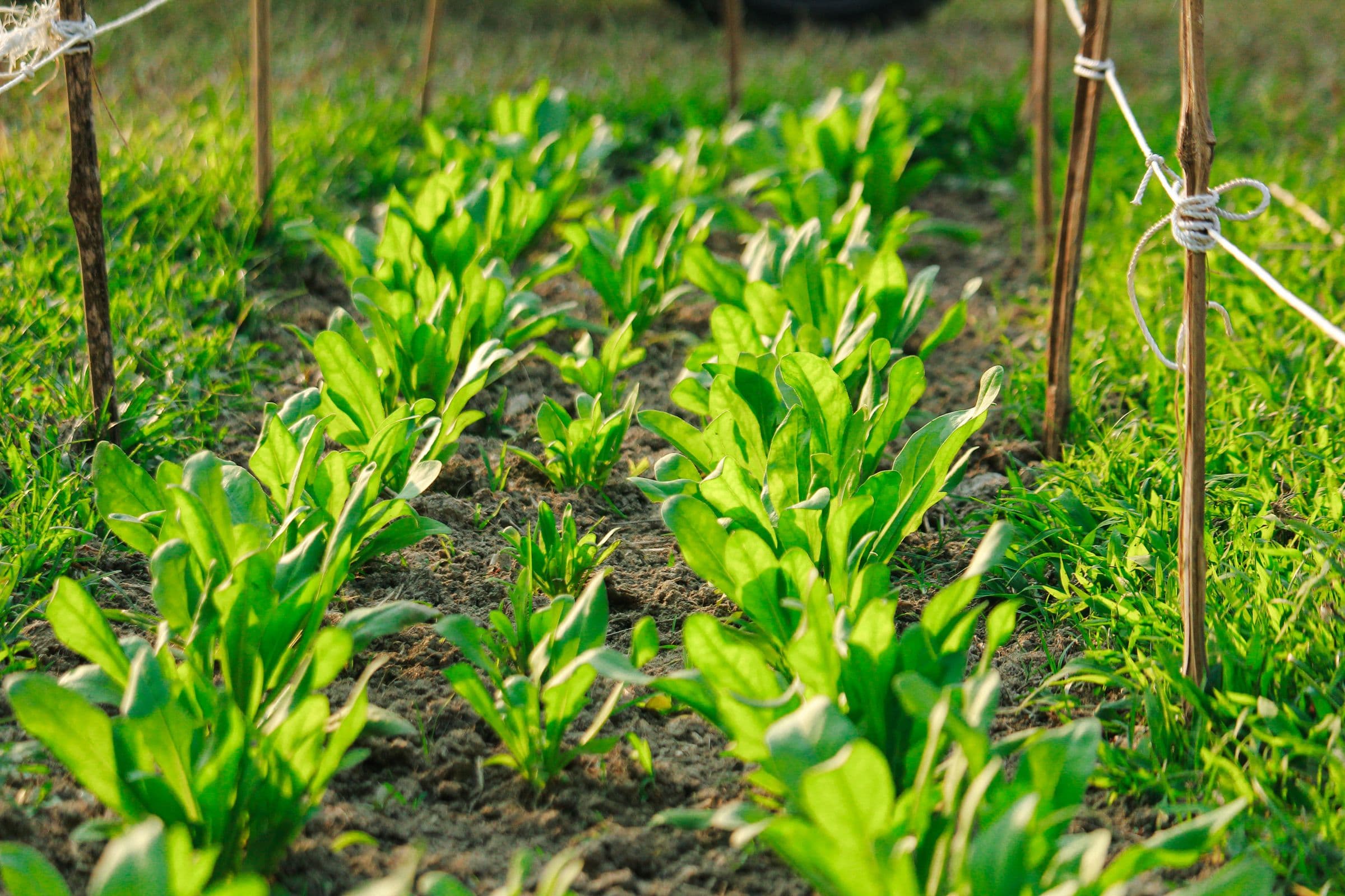 Rows of vegetables growing in a village farm