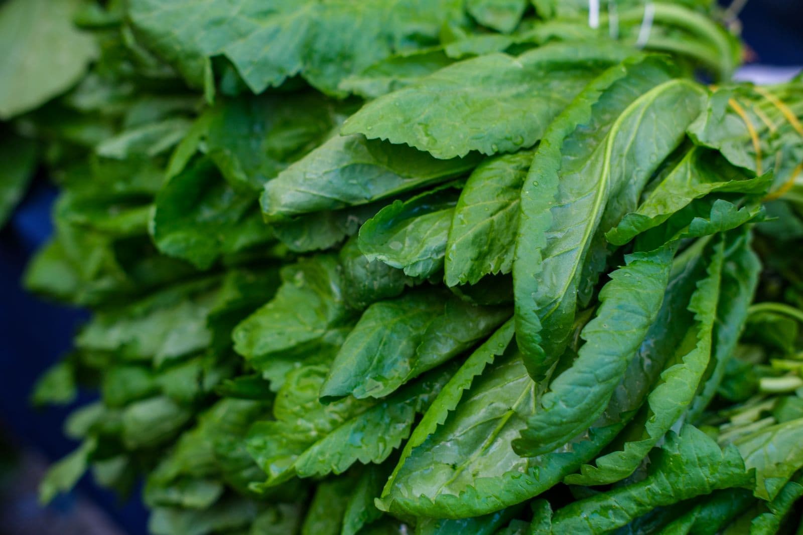 Fresh spinach leaves